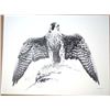 Image 2 : Peregrine Falcon Signed & Numbered Print by Katona
