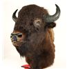 Image 1 : Buffalo head mount  measuring approximately 44”  tall by 19” wide by 34” deep. In good condition.  E