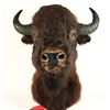 Image 2 : Buffalo head mount  measuring approximately 44”  tall by 19” wide by 34” deep. In good condition.  E