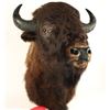 Image 3 : Buffalo head mount  measuring approximately 44”  tall by 19” wide by 34” deep. In good condition.  E