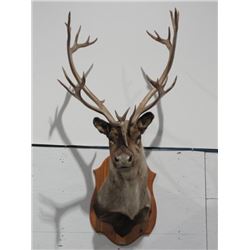 Caribou Shoulder Mount