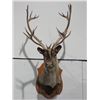 Image 1 : Caribou Shoulder Mount
