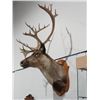 Image 2 : Caribou Shoulder Mount