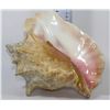 Image 1 : DECORATIVE CONCH SHELL