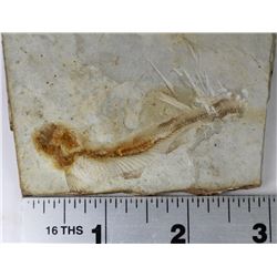LYCOPTERA FOSSIL FISH FROM JURASSIC