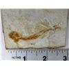 Image 1 : LYCOPTERA FOSSIL FISH FROM JURASSIC
