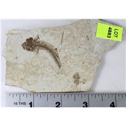 LYCOPTERA FOSSIL FISH FROM JURASSIC