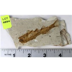 LYCOPTERA FOSSIL FISH FROM JURASSIC