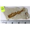 Image 1 : LYCOPTERA FOSSIL FISH FROM JURASSIC