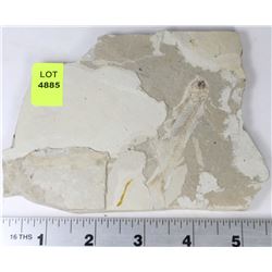 LYCOPTERA FOSSIL FISH FROM JURASSIC