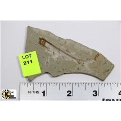 LYCOPTERA FOSSIL FISH FROM JURASSIC ERA