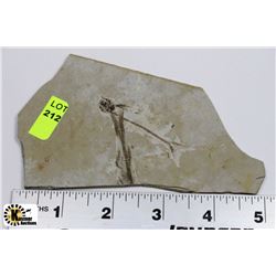 LYCOPTERA FOSSIL FISH FROM JURASSIC ERA