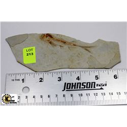 LYCOPTERA FOSSIL FISH FROM JURASSIC ERA