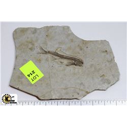LYCOPTERA FOSSIL FISH FROM JURASSIC ERA