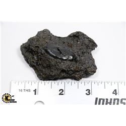 RARE HYDROPHILIUS BEETLE FROM THE FAMOUS TAR PITS