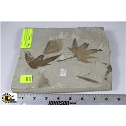 LARGE PLATE WITH SYCAMORE & OTHER LEAVES W/COA