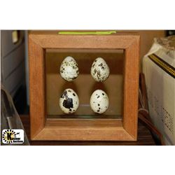 SHADOW BOX WITH QUAIL EGGS