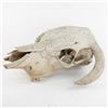 Image 1 : Animal Skull