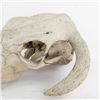 Image 2 : Animal Skull