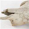 Image 3 : Animal Skull