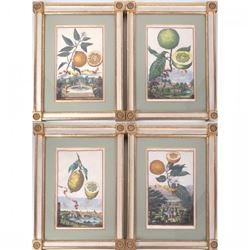 After Johann Volckamer Four Prints