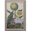 Image 2 : After Johann Volckamer Four Prints