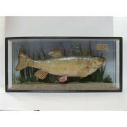 TAXIDERMY, a chubb in naturalistic setting, with paper label 'Chub, weight 4lbs, caught by D.E.A....