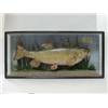 Image 1 : TAXIDERMY, a chubb in naturalistic setting, with paper label 'Chub, weight 4lbs, caught by D.E.A....
