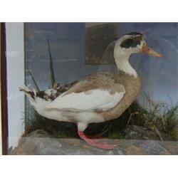 TAXIDERMY, a duck with brown and white feathers standing in a naturalistic setting, black and whi...