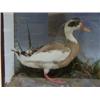 Image 1 : TAXIDERMY, a duck with brown and white feathers standing in a naturalistic setting, black and whi...