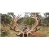 Image 1 : South Pacific Safaris New Zealand  - Red Stag