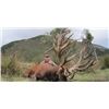 Image 2 : South Pacific Safaris New Zealand  - Red Stag