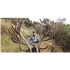 Image 3 : South Pacific Safaris New Zealand  - Red Stag