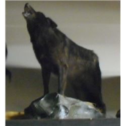 FULL GROWN BLACK WOLF HOWLING TAXIDERMY MOUNT W/ STAND