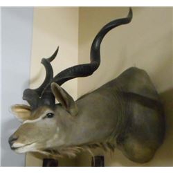 KUDU AFRICAN ANTELOPE TAXIDERMY HEAD MOUNT
