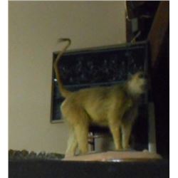 FULL SIZE MALE BABOON TAXIDERMY MOUNT W/ STAND