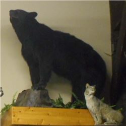 FULL SIZE BLACK BEAR TAXIDERMY MOUNT ON STAND