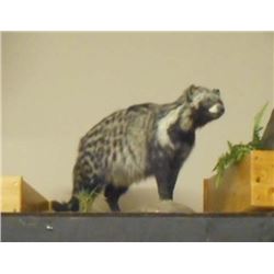 FULL GROWN AFRICAN CIVET TAXIDERMY MOUNT W/ STAND