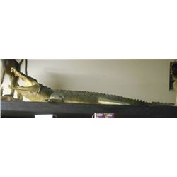 FULL SIZE TAXIDERMY CROCODILE MOUNT - REPRODUCTION