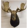 Image 1 : LARGE MOOSE HEAD W/ ANTLERS TAXIDERMY MOUNT