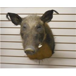 WILD BOAR HEAD W/ TUSKS TAXIDERMY MOUNT