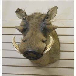 WILD BOAR HEAD W/ TUSKS TAXIDERMY MOUNT
