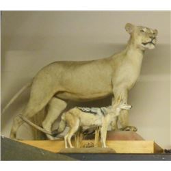 FULL SIZE JACKAL TAXIDERMY MOUNT W/ STAND