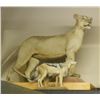 Image 1 : FULL SIZE JACKAL TAXIDERMY MOUNT W/ STAND