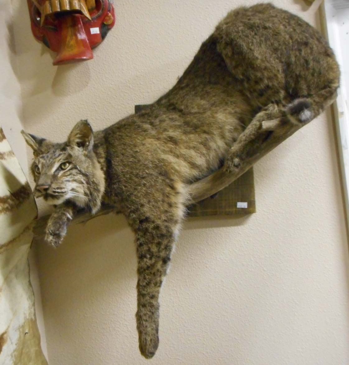 FULL SIZE BOBCAT MOUNT ON TREE BRANCH