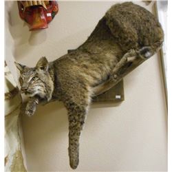 FULL SIZE BOBCAT MOUNT ON TREE BRANCH