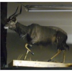 FULL SIZE AFRICAN KUDU ANTELOPE FULL SIZE MOUNT W/ BASE & WHEELS