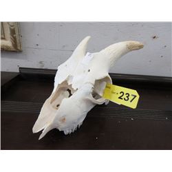 Small goat skull