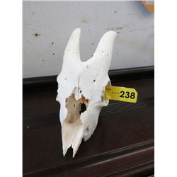 Small goat skull