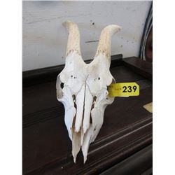 Small goat skull